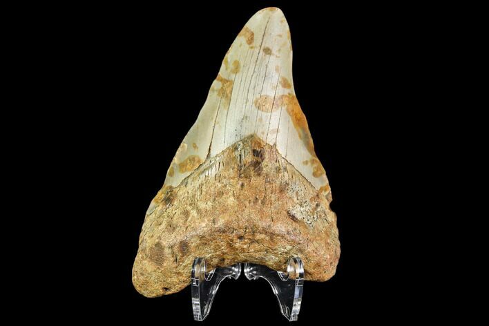 Bargain, Fossil Megalodon Tooth - North Carolina #109838